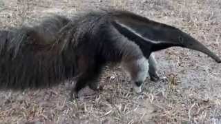 GIANT ANTEATER sounds feeling threatened MYRMECOPHAGA TRIDACTYLATAMANDUÁBANDEIRA free in nature [upl. by Ruelu]