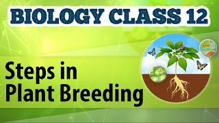 Steps in Plant Breeding  Enhancement in Food Production  Biology Class 12 [upl. by Ahter728]