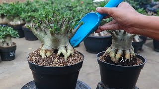 The safest way how to plant adenium for beginners The desert roses bonsai [upl. by Hedveh]