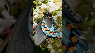 Pipevine Swallowtail Battus philenor ☠️ Batesian amp Mullerian mimicry  Observed in Description [upl. by Amick]