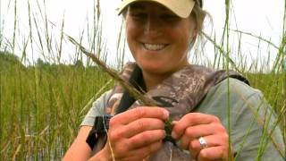 How to Harvest Wild Rice [upl. by Naols969]