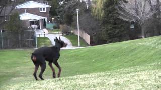 Fast Runner Dog Doberman Dolce HD [upl. by Klenk]