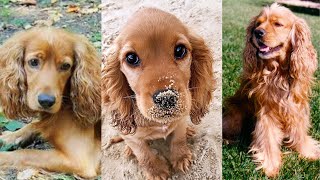 Cocker spaniel  Funny and Cute dog video compilation in 2022 [upl. by Avaria568]