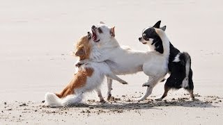 How to Deal with an Aggressive Puppy  Puppy Care [upl. by Elsworth]