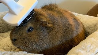 Capybara Gets Brushed KONA amp SUBA GUINEA PIGS [upl. by Nuahsar]