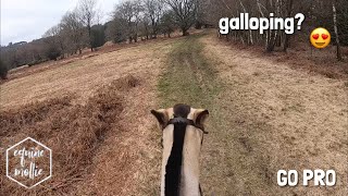 meeting deer amp ride out with me 🦌 GO PRO  equinemollie [upl. by Frankhouse621]