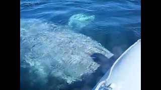 Whales Tail Charters Awesome Trip [upl. by Lesh610]