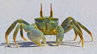 Facts The Crab [upl. by Arbed]