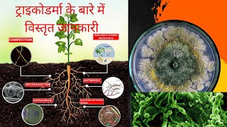 Trichoderma  how to use trichoderma in Hindi  Biofungicide Trichoderma advantage [upl. by Otrebmuh433]