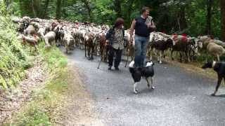 Transhumance cévenole départ du troupeau de Francis Couderc [upl. by Taveda]