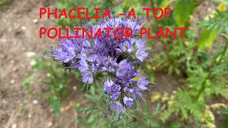 Phacelia  One of the Best Pollinator plants [upl. by Schweiker]