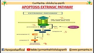 APOPTOSIS PATHWAY  EXTRINSIC PATHWAY OF APOPTOSIS [upl. by Martijn408]