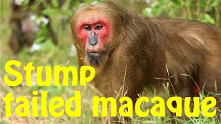 Stump tailed macaques [upl. by Eniad]