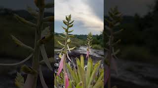 Aechmea stenosepala Serranía de la Lindosa  Guaviare guaviaresalvaje nature plantas bromélias [upl. by Ttebroc612]