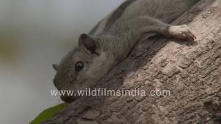 Gilheri or Five Striped Palm Squirrel basks in spring sunlight  Up close and personal [upl. by Naj]