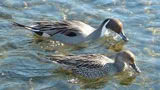 Pintail duck feeding in the water or northern pintail Anas acuta [upl. by Ora]