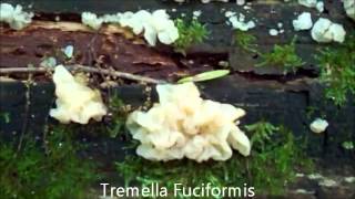 Tremella Fuciformis  Snow Mushroom [upl. by Drhcir41]