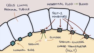 Dapagliflozin Tablet Uses Dosage Mechanism of Action Side Effects amp Important Advice [upl. by Eselahc]