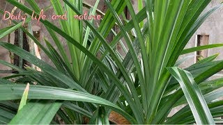 How To Grow Pandan Plant From Cutting   Pandan Growing  Daily Life and Nature [upl. by Dennis966]