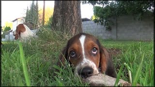 12 Week Old Basset Hound Puppies Play Very Very Cute [upl. by Sale]