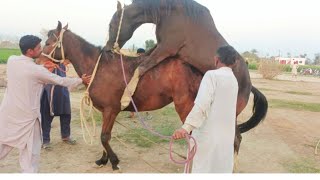 Horse cross Enjoying Time Horse breeding [upl. by Laenej991]