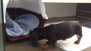 Dachshund Puppy Exploring New Home [upl. by Christensen]