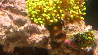 Frogspawn Coral in Saltwater Aquarium [upl. by Olga321]