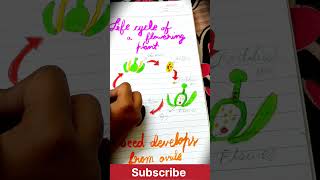 Life Cycle of a flowering plant ☘💐 education shorts [upl. by Neersan718]