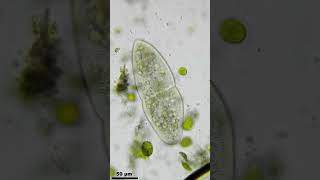 Bipartición de Paramecium caudatum Ciliophora [upl. by Hutson]