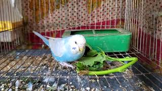 clearwing budgerigar eating kolmi shak II বাজরিগার পাখি parakeet parrot bird budgie [upl. by Eustache]