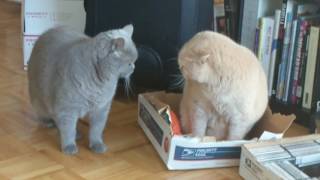 Two British Shorthair cats fight over a box [upl. by Hemetaf495]