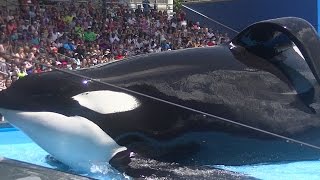 One Ocean with Tilikum Full ShowFull HD Aug 12 2015  SeaWorld Orlando [upl. by Naillimxam]