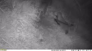 Ferret attack on a tītī sooty shearwater chick on the Otago peninsula [upl. by Christopher405]