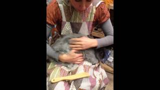 How to Humanely Groom an Angora Rabbit 1 [upl. by Ydennek528]