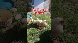 Pilići u šetnji babychicks nature selo chicken [upl. by Rivy922]