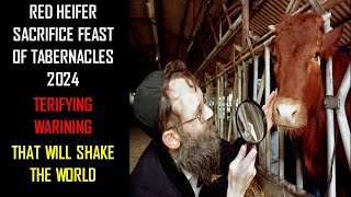 RED HEIFER SACRIFICE FEAST OF TABERNACLES 2024 TERIFYING WARINING THAT WILL SHAKE THE WORLD [upl. by Risan]