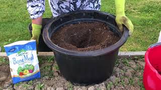 Planting Tomatoes in Containers [upl. by Onra]