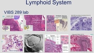 Medical School Histology Basics  Lymphoidal System [upl. by Eidnalem]