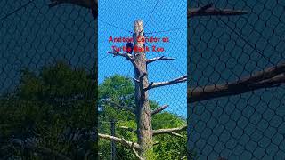 Andean Condor at Turtle Back Zoo 71924 West Orange NJ [upl. by Ozkum]