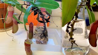 The best way to repot Pitcher plants without killing them [upl. by Behrens]