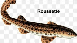 Épluché et cuire une roussette 🐋 [upl. by Martainn]