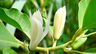 Picking up White Champaca or Magnolia champacaMichelia champaca in my garden [upl. by Snapp]