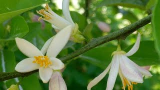 WHY ARE MY CITRUS FLOWERS FALLING OFF   HOW DO YOU STOP LEMON TREES FROM DROPPING BLOSSOMS [upl. by Korns347]