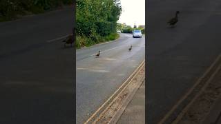 Ducks crossing the roadTo slow downAvoidOr just speed upWhat do you think [upl. by Ahse]