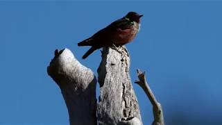 Lewiss Woodpecker calling family [upl. by Afrika]