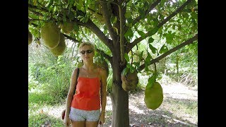 Jackfruit  The Biggest fruit on the Planet Earth [upl. by Gray]