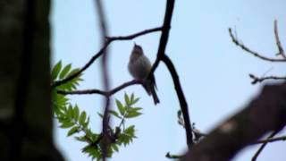 Vogelgeluid  Birdsounds Bergfluiter  Phylloscopus bonelli  WestervoortGE 02052012 [upl. by Elleiram]