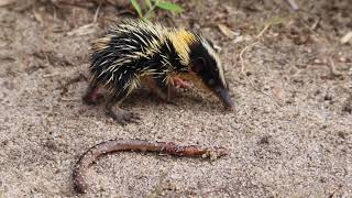 Lowland streaked tenrec endemic from Madagascar [upl. by Mas319]