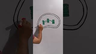 Chloroplast labelled Diagram How to Draw Chloroplast [upl. by Illyes]