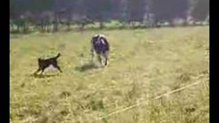 Bernese Mountain Dog  some little herding [upl. by Karil]